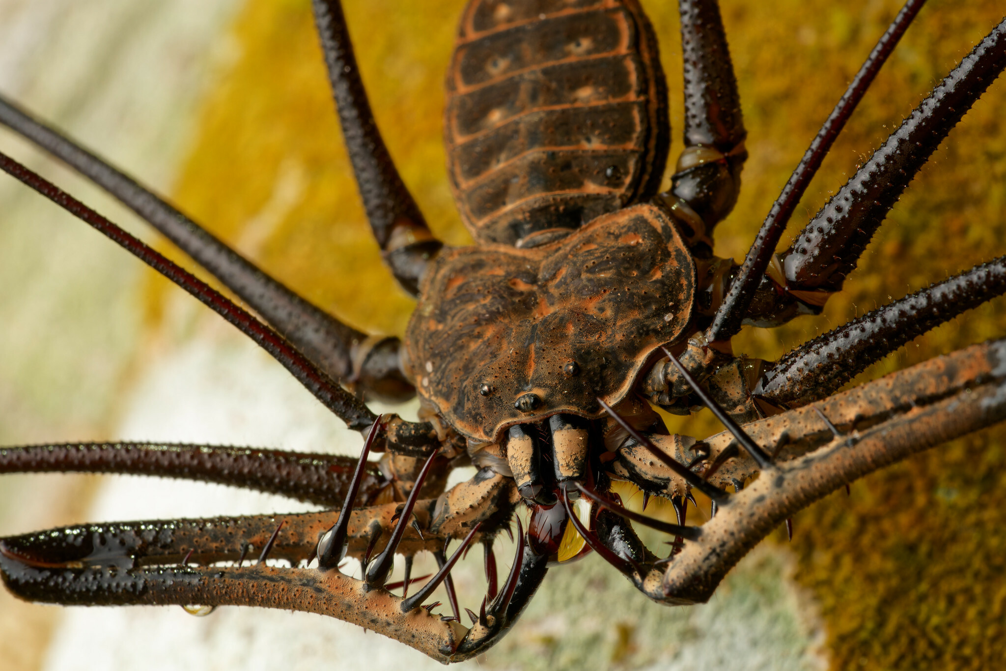 厄瓜多尔观察记录中的巴氏异鞭蛛（Heterophrynus batesii，暂名）