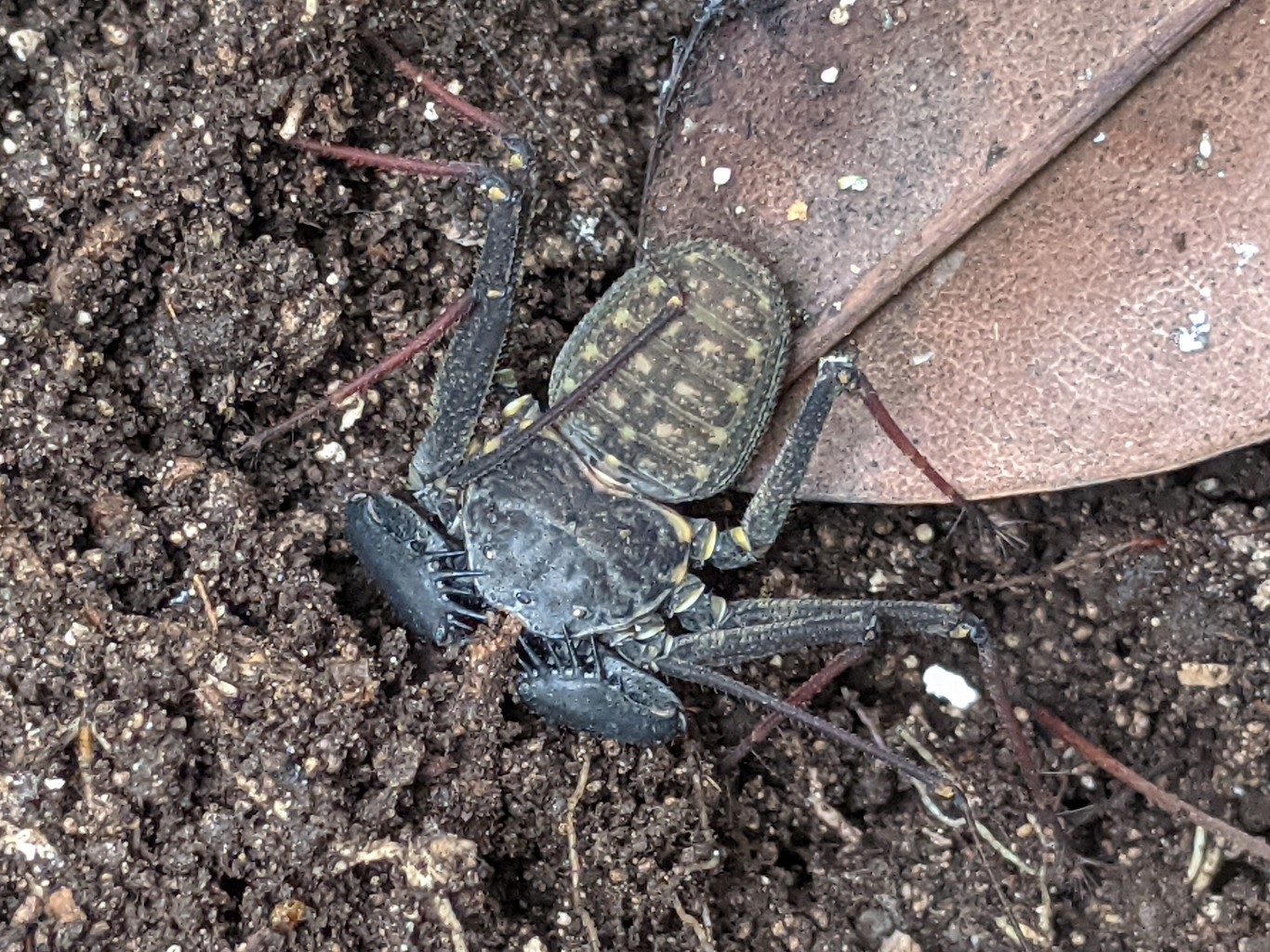 佛罗里达群岛的斑缘鞭蛛（Phrynus marginemaculatus，暂名）