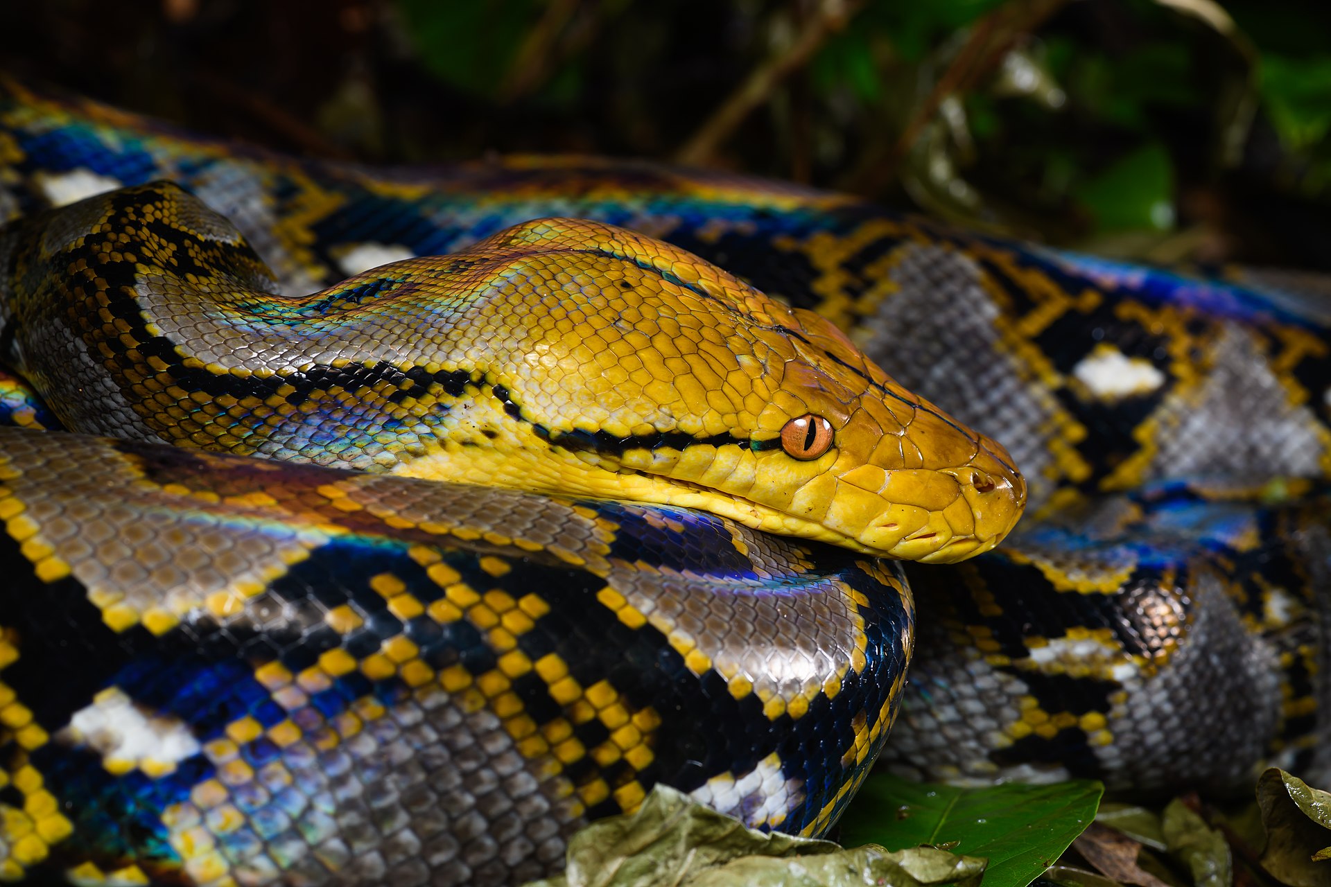 泰国野外的网纹蟒（Malayopython reticulatus）